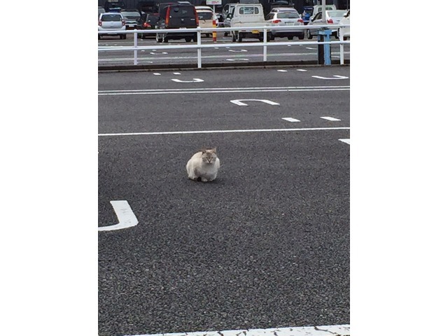 中野 将成さんのブロマイド