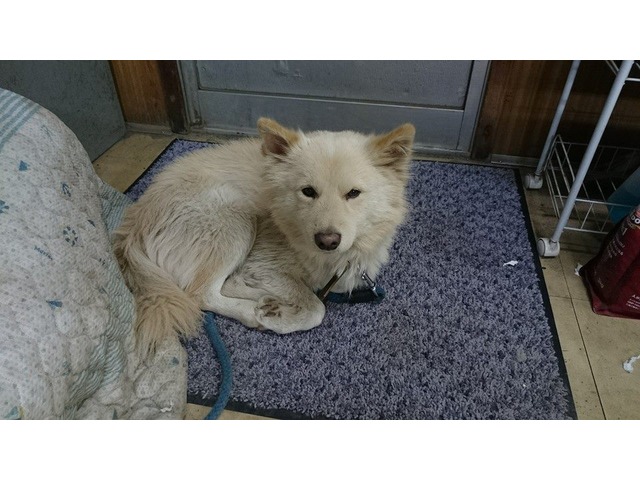 ヨシダ部長さんのブロマイド