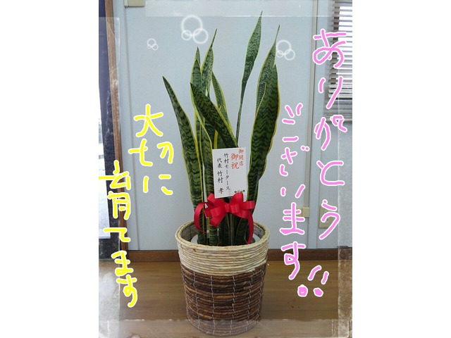 うえぽんさんのブロマイド