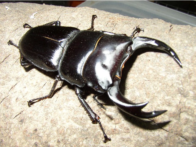 月江要一さんのブロマイド