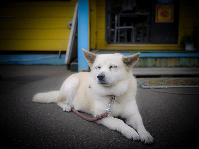 上原 光男さんのブロマイド