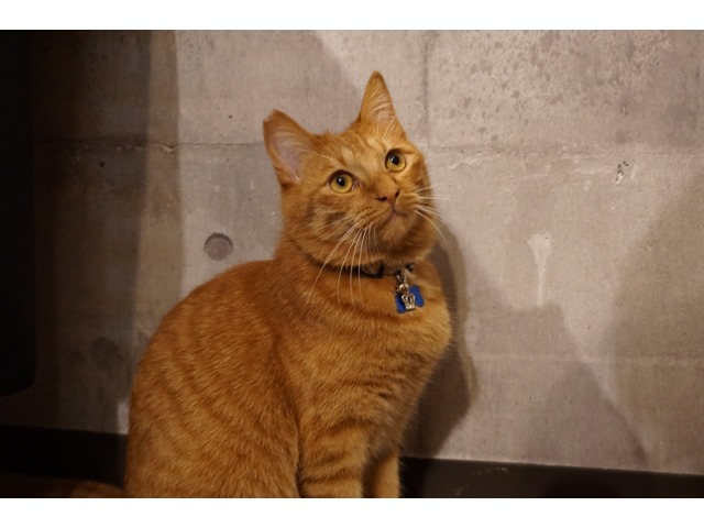 千代丸さんのブロマイド