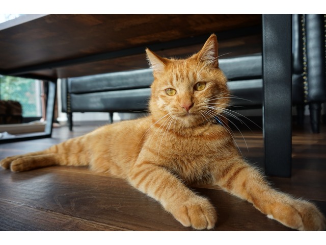 千代丸さんのブロマイド