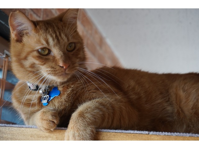 千代丸さんのブロマイド