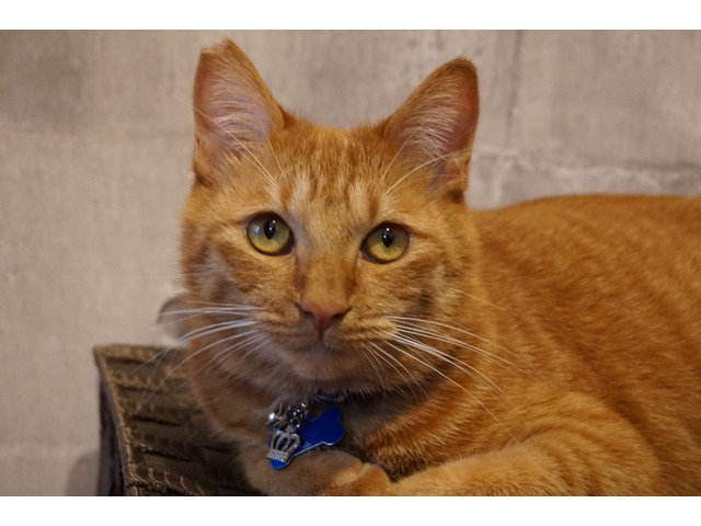 千代丸さんのブロマイド