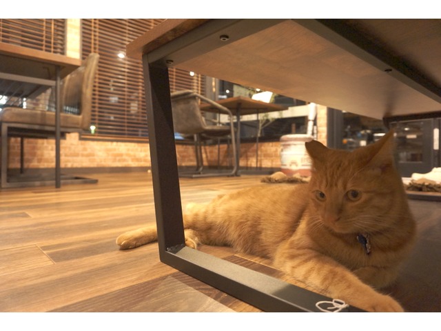 千代丸さんのブロマイド