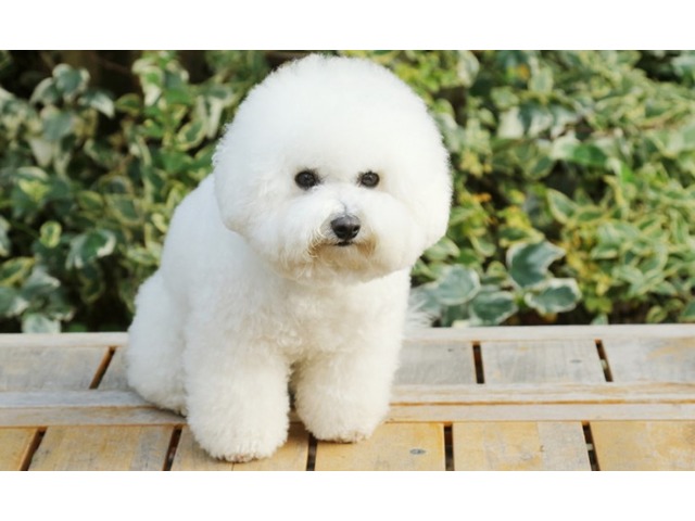 【UCS】川人正美さんのブロマイド