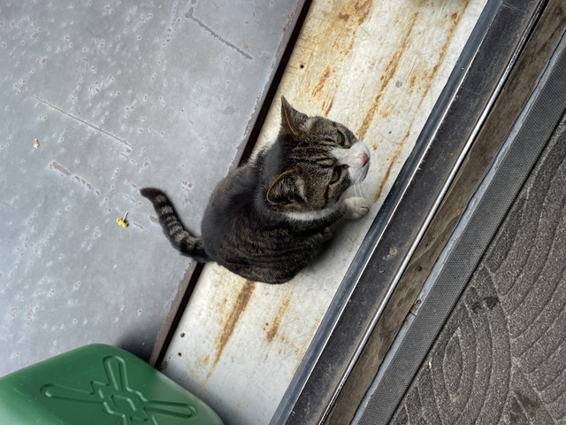 とらさんのブロマイド