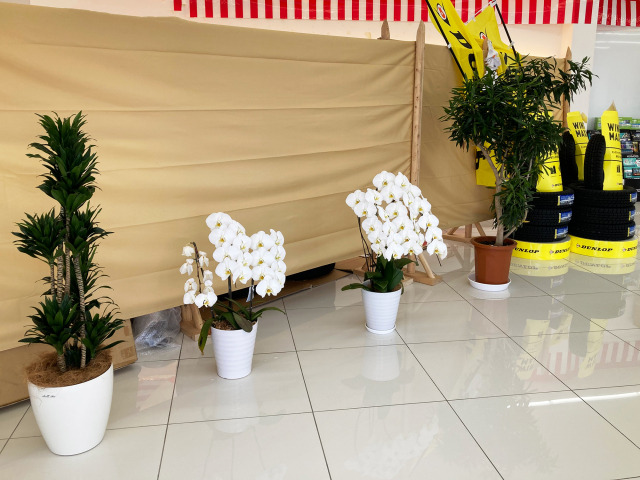 松本 笑夢さんのブロマイド