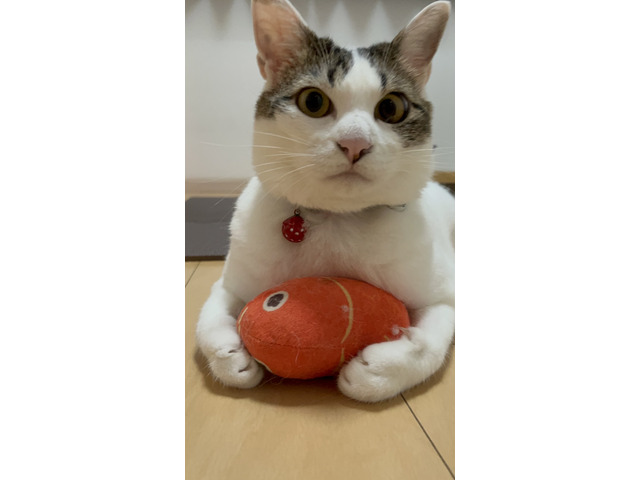 北川 一磨さんのブロマイド