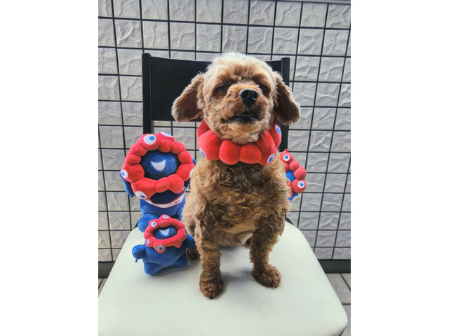 平尾さんのブロマイド