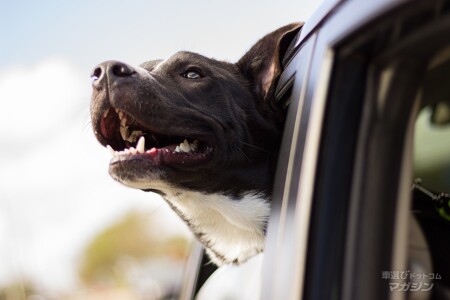 車 犬 ペット